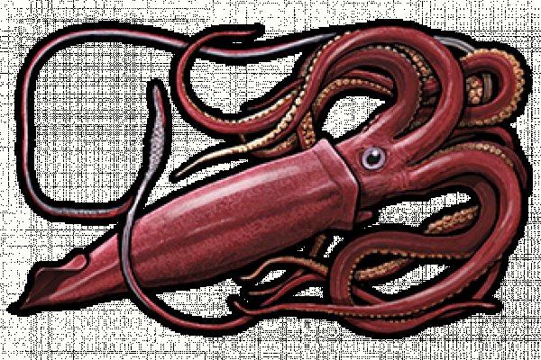 Kraken магазин интернет