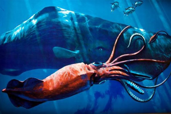Kraken 17at