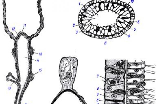 Kraken 15 at